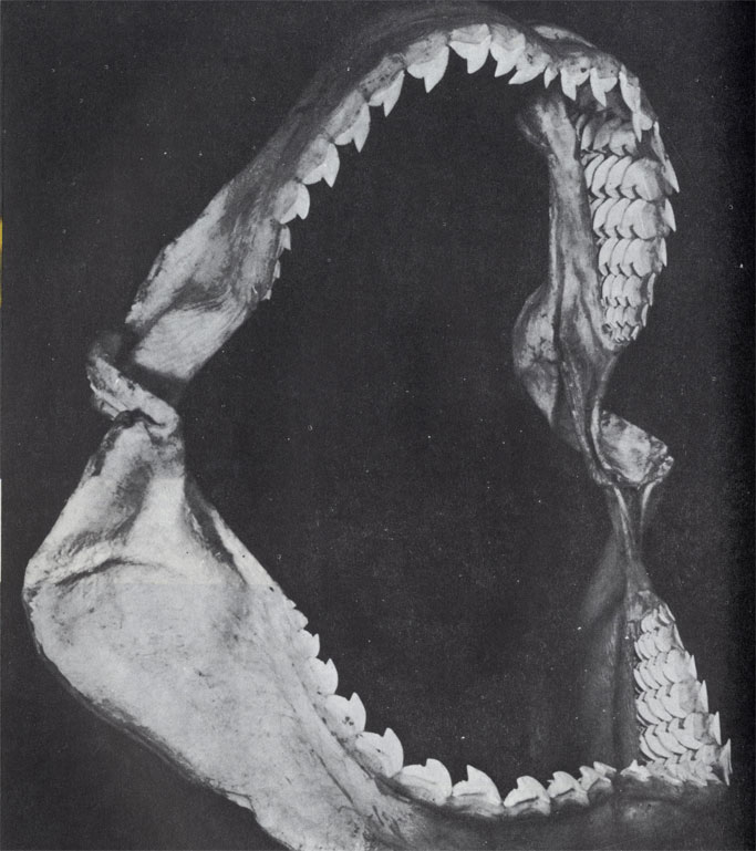 Хрящевые челюсти тигровой акулы усеяны зубами с режущими зазубренными краями. Если передний зуб выпадет или сломается, на его место передвинется зуб из второго ряда. Запасные зубы всегда крупнее действующих. За десятилетний срок у тигровой акулы может смениться до 24 000 треугольных зубов.