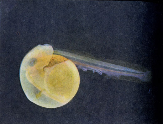 Начался выклев икринки лосося - крохотным хвостом эмбрион разрывает оболочку икринки, и его сразу же подхватывает ток холодной речной воды.