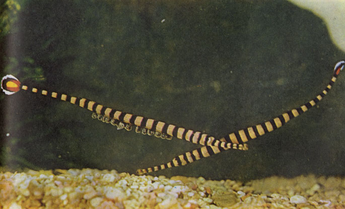 Икринки полосатой морской иглы, отложенные самкой (справа), носит у себя на брюшке, оплодотворяет и оберегает самец.