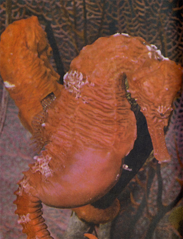 Новорожденный морской конек высунул голову из выводковой сумки отца. Эту сумку, образовавшуюся, вероятно, из бороздок в коже, как у морской иглы, самка наполняет икринками, и они созревают там в течение 8 - 10 дней.
