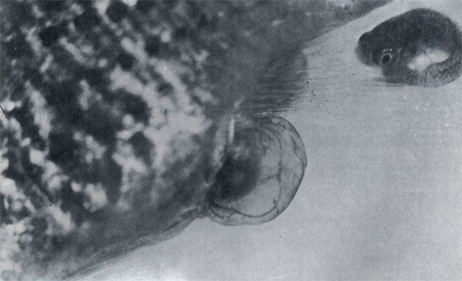 Новорожденная моллинезия (вверху) входит в подводный мир гораздо лучше вооруженной для борьбы за существование, чем рыбки, появившиеся из икры, отложенной в воду. 
