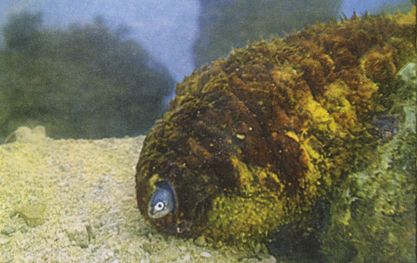 Карапус выглядывает из тела своего хозяина - голотурии, родственницы морской звезды. Живущие внутри устриц мелкие карапусы оказываются иногда в сердцевине жемчужины.