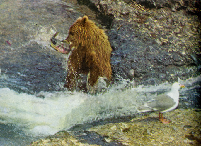 Пришелец из леса, большой бурый медведь, выхватывает бьющуюся кету из реки Мак-Нейл на Аляске. В июне и июле, когда лососи идут на нерест, бурые медведи только ими и кормятся, охотясь каждый на своем участке, и вылавливают до 15 рыбин в день, а орлы и чайки кричат и кружатся над ними в надежде на поживу.