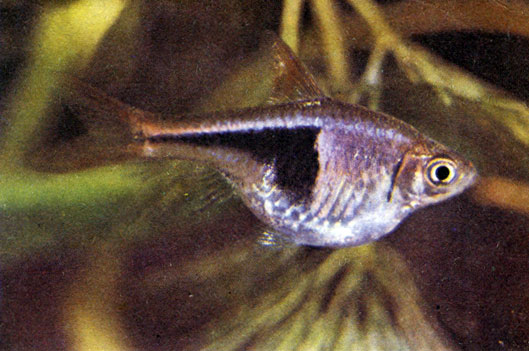 Плавниковая гниль у прудовых рыб – причины, симптомы, способы лечения